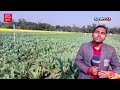 সবজির ভালো ফলনে কৃষকের মুখে হাসি vegetable cultivation news24