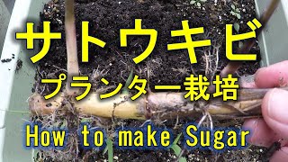 サトウキビ  プランター栽培　黒糖を作る　Sugar Cane