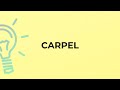 What is the meaning of the word CARPEL?