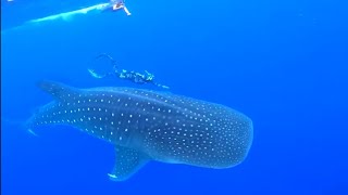 Divers dive with HUGE whale Shark