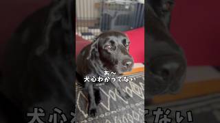 パパはボクの取り扱いをわかっていない🐶 #ラブラドールレトリバー #黒ラブ #labrador #かまってちゃん #トリセツ