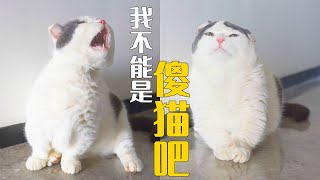 猫咪网套头测智商，猜猜5只猫谁最聪明？