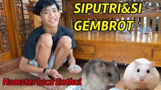 SIPUTRI&SI GEMBROT..Hamster lucu punya EnthuL