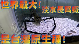 釣斑節蝦開啟挖蝦模式拼命拉.宜蘭郁樂釣蝦場 Shrimp fishing in Taiwan  台湾のエビ釣り