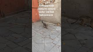 ortalığı karıştıran kedi