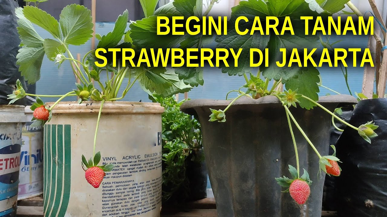 Cara Menanam Strawberry Dataran Rendah Di Jakarta - YouTube