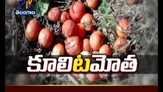 Warangal tomato farmers in despair as prices crash