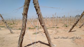 تكاليف وإحيتاجات إنشاء تكعيبه عنب مساحة 5 فدان أو 2 هكتار من البداية حتي شتلة العنب🍇🍇🍇