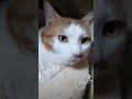 この音を聞くと猫は古代エジプトで崇拝されてた時のことを思い出すらしい！ 猫 tiktok