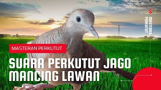 Suara Burung PERKUTUT | Jago Mancing Lawan