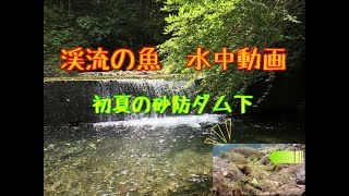 【🐟渓流水中魚動画】初夏の砂防ダム下