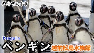 越前松島水族館「ペンギン」フンボルトペンギンの散歩～坂井市【動画紀行・福井県】Penguin ECHIZEN MATSUSHIMA AQUARIUM