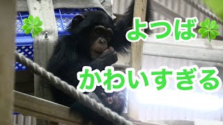 赤ちゃんチンパンジーよつば元気にアスレチックで遊ぶ【東山動物園】