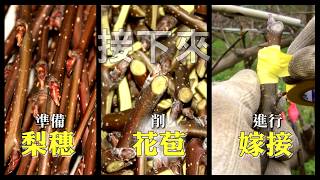 高接梨怎麼來