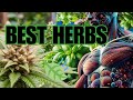 Top 10 HERBS 🍃 To Optimize Your Health