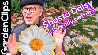 πΌ Shasta Daisy: The LONGEST Blooming Flowering Perennial? Leucanthemum x superbum