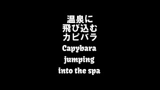 温泉に飛び込むカピバラ(Capybara jumping into the spa) #Shorts