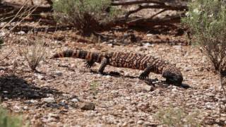 Gila monster in Saguaro National Park