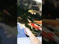 Hand feeding koi fish