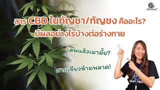 🍁CBD ในกัญชา/กัญชง คืออะไร เสพแล้วไม่เมาจริงมั๊ย? 🤔