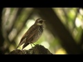 ツグミ 02 ぐぜり　dusky thrush 02 subsong　 turdus naumanni