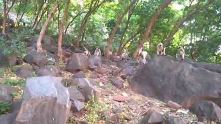 monkey game in dattar dungar junagadh