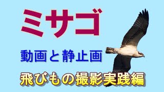 【飛びもの撮影実践編】ミサゴを撮る（動画と静止画）