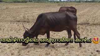 തമിഴ്‌നാട്ടിലെ ഗ്രാമീണ കാഴ്ച