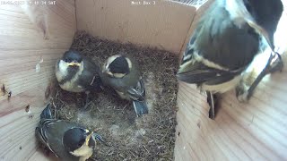 Kjøttmeis forlater redet // Great tit fledges - June 10th-11th, 2023