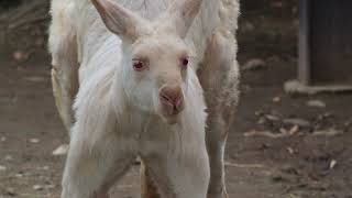 カンガルーの可愛さ・怖さ