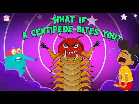 What If A Centipede Bites You Are Centipedes Poisonous Deadliest What If A Centipede Bites You Are Centipedes Poisonous Deadliest