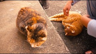 拍屁屁就嘎嘎叫的貓~ A cat that meows strangely when petted by the butt. /貓見小村