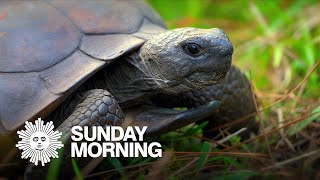 Nature: Gopher tortoises in Florida