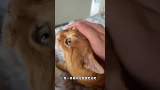 【#猫咪叫不苦】谁家的小猫这么会啊...妈妈酱一整个心软软~ #万物可爱计划 #宅家治愈记 #萌宠出道计划 #小猫治愈世界