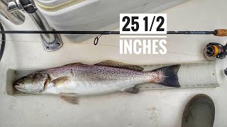 Inshore Bite yields GIANT SPECKLED TROUT! (CITATION)