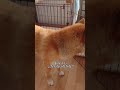 柴犬こむぎ君のトイレ事情　 shorts shiba shibainu 柴犬 こむぎ トイレ おしっこ