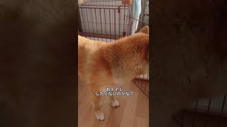 柴犬こむぎ君のトイレ事情　#shorts #shiba #shibainu #柴犬 #こむぎ #トイレ#おしっこ