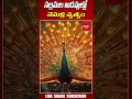 beautiful video నల్లమల అడవుల్లో నెమళ్ల నృత్యం..peacocks mesmerise tourists with their dance