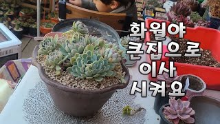 화월야 군생 💕 큰집으로 이사시켜요