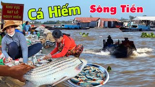 CÁ LẠ khổng lồ sông Tiền - Căng thẳng mùa cá ra sông cá đống đống giá rẻ