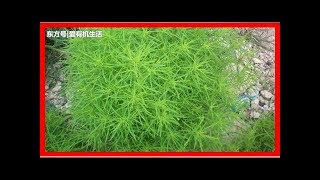 農村路旁的這野菜，它的莖部和葉子可以直接採摘後食用，你吃過嗎