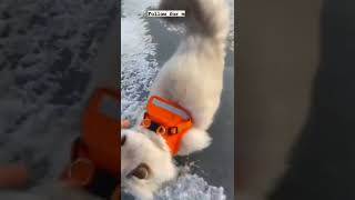 очаровашка!  приколы 2022 тик ток #shorts  #cat  #funny #animal