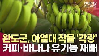 커피부터 바나나까지 모두 유기농…완도군, 아열대 작물 '각광'ㅣ#헬로tv뉴스