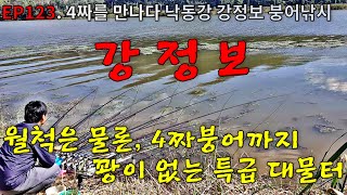 EP123. 4짜를 만나다 | 월척은 물론 4짜붕어까지 | 꽝이 없는 대물포인트 | 낙동강 | 강정고령보 | 성주대교 | 붕어낚시 | Crucian Carp Fishing