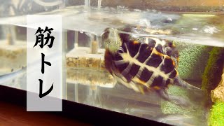 スケボー亀の水中レッスンに密着！【A close look at the skateboarding turtle's underwater lessons!】