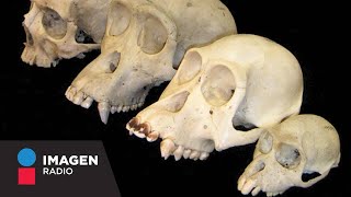 ¿Cómo se relaciona nuestra dentadura con la evolución?