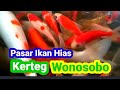 Pasar Ikan Hias Kerteg Wonosobo []