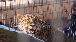 2020/01  よく鳴くアムールヒョウ  in  旭山動物園  Siberian Leopard