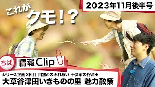 【千葉市の谷津田②】ちば情報Clip 2023年11月後半号