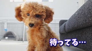 相方入院中！帰りを待つ生後４ヶ月のトイプードル子犬の１日【はじめての多頭飼い】